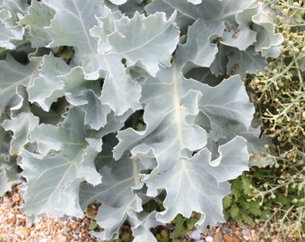 Sea Kale, Ancient European Vegetable, 10+ seeds