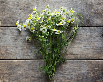 German Chamomile, heirloom seeds, organic seeds, herb garden, organic herbs, herb seeds, flower seeds, natural pest control, gardener