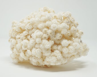 Helichrysum immortelle, Everlast Dried Flowers, preserved flowers, white flowers, wedding decor, wedding flowers home decor dried flowers