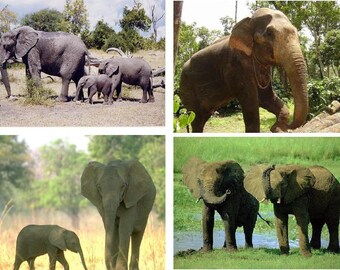 Lot Of 4 Elephants Fabric Panel Quilt Squares