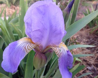 Bearded iris 'Blue Rhythm' 3 rhizomes