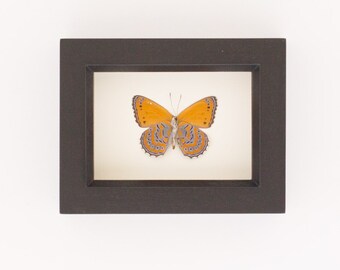 Real Framed Insect Meadow Wander Shadowbox Display