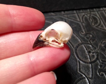 REAL Finch Bird Skull Full Cleaned Taxidermy Specimen Vulture Culture Cruelty Free Bone