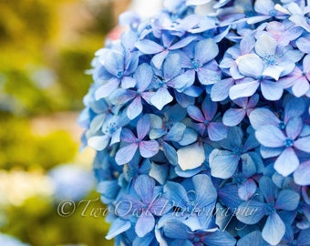 Blue Hydrangea in August