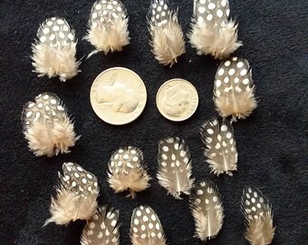 Natural Small Guinea Feathers from organic raised birds cruelty free feathers Pearl Guinea Normal Guinea (#247)