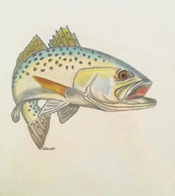Speckled Trout Original Color Pencil Drawing fish marine