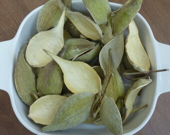 Milkweed Pods Asclepias syriaca Dried Seedpods crafts wreaths ornaments swag flower arrangements 1