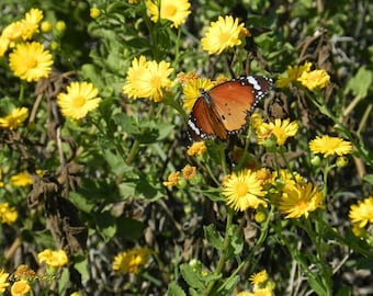 Butterfly standing for a moment