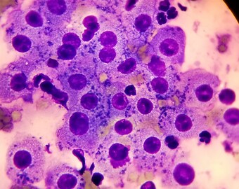 Zoo Animal - Wallaby Cytology 8" X 8"
