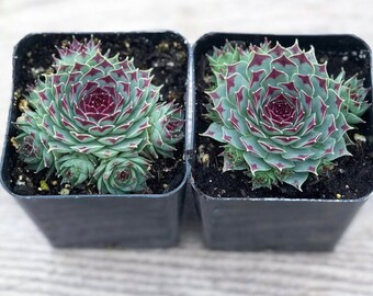 Succulent Plant - Sempervivum Calcareum Hens 'n Chicks