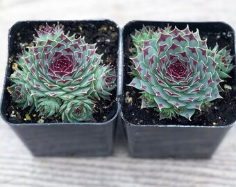 Sunset Hens & Chicks Sempervivum Very Hardy One Quart