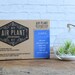 Classic Hanging Air Plant Terrarium - FREE SHIPPING!