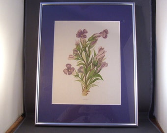 Framed Chromolithograph Rocky Mountain Wildflowers