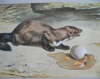 ANTIQUE 1907 La Fouine Weasel signed animal print Chromolithograph P Mahler German artist Collectors item Birthday gift Authentic
