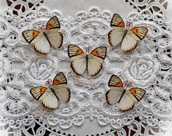 Reneabouquets Tiny Treasures Premium Paper Butterfly Set - Harmony Butterflies