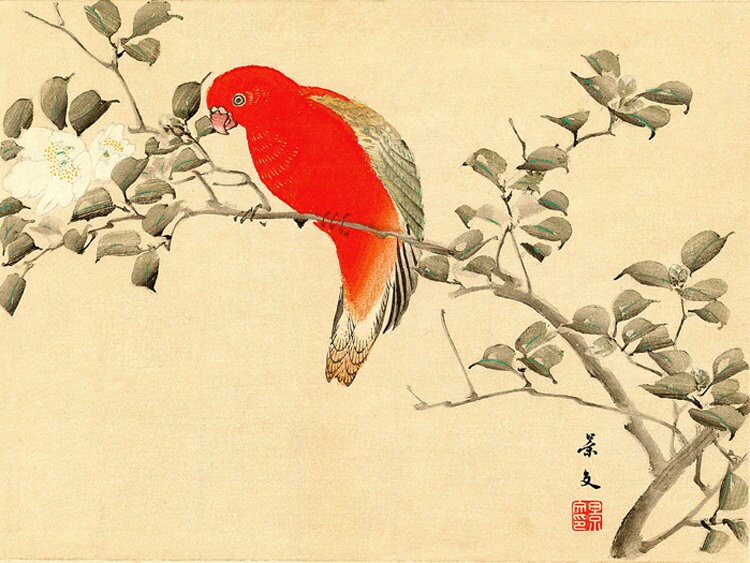 Japanese birds flowers art prints Chattering Lory Camellia