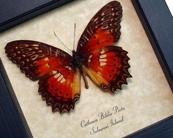 Real Framed Cethosia Biblis Picta Butterfly Shadowbox Display 8132