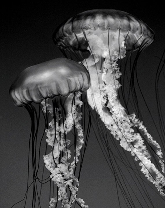 Items similar to jellyfish art black and white nature photography animal underwater on etsy Items similar to jellyfish art black and white nature photography animal underwater on etsy