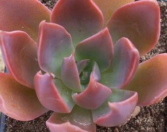 Echeveria Paris Palace - echeveria succulent plant
