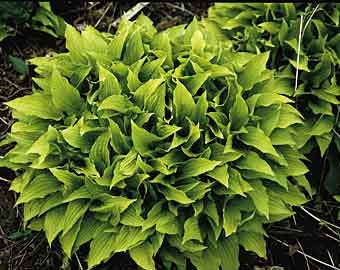 Mini Hostas, Lemon Lime x 5, Live Plants Contractor's Wholesale Offer