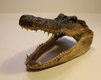 Alligator Head 8 1/2"