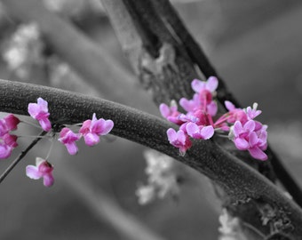Redbud in Bloom Selective Color photo