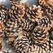 200 ponderosa pine cones smaller sizes christmas crafts fall crafts natural woodland wedding