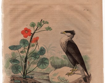 1835 exotic nature print rare original antique hand colored engraving - falcon bird of prey botanical caracara