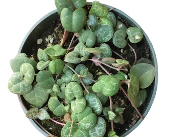 Succulent Planter String Of Heart Plant (Not VARIEGATED) RARE Beautiful Ceropegia Woodii Arrangement Terrarium Exotic Succulent Plants