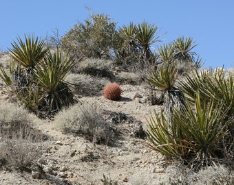 Mastondon Peak - Joshua Tree National Park