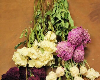 Dried Peonies | Dried Flowers | Peony Flowers | Dried Peony