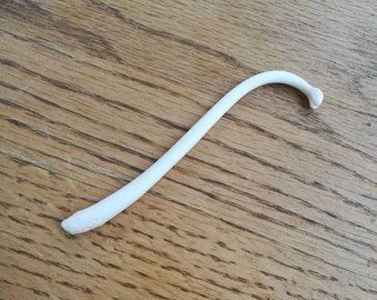 Raccoon Baculum (Penis Bone)