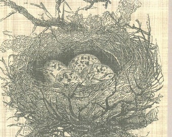 2 BIRDS (286) NEST PAPER NAPKINS