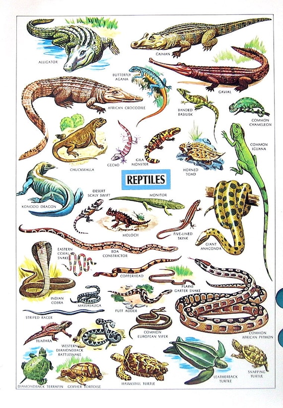 Vintage Dictionary Print Reptiles Ruminants 1984 Vintage