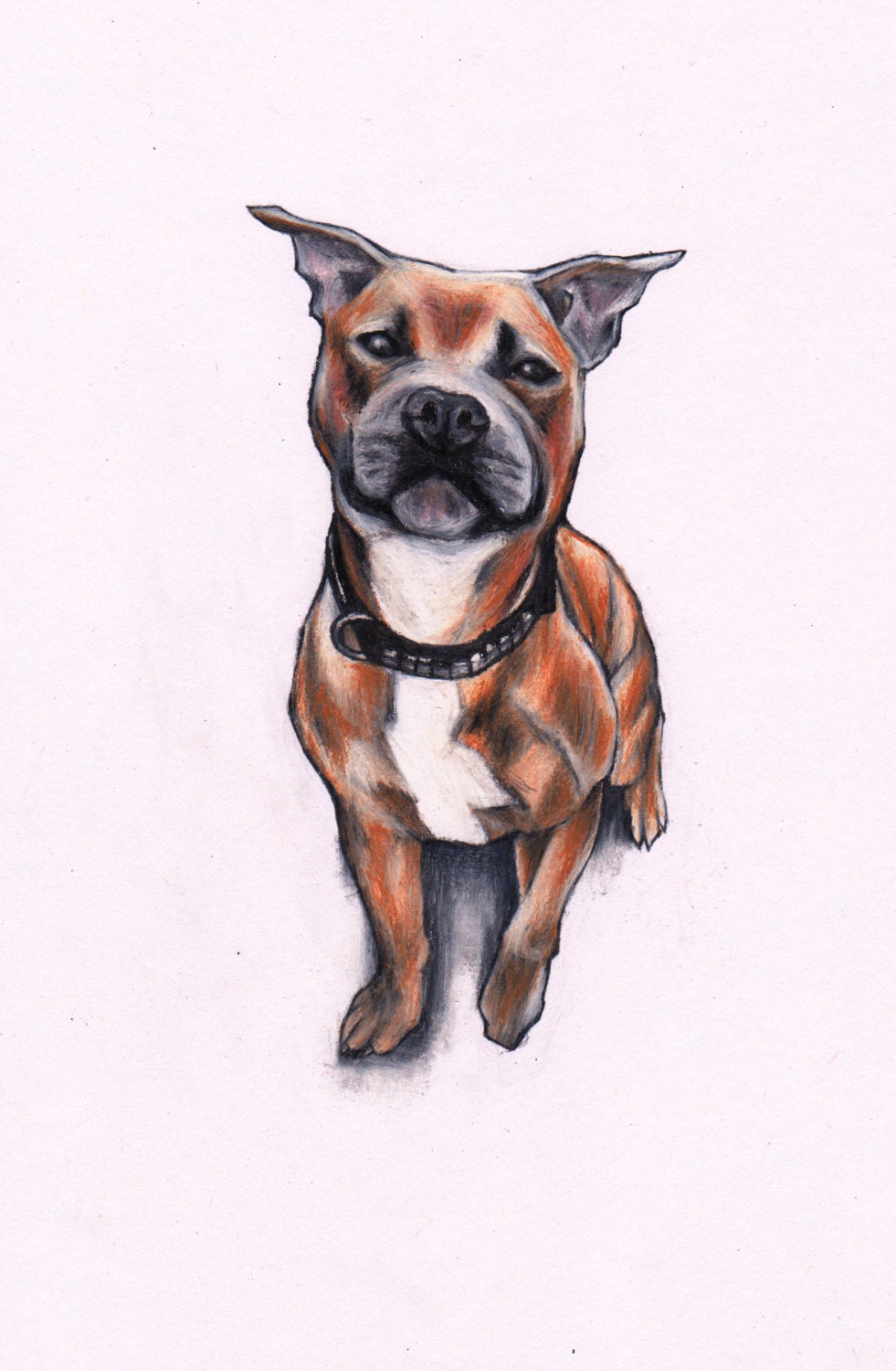 Staffordshire Bull Terrier Art Print Drawing Staffy Wall