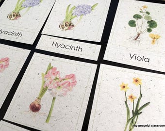 Botanical Illustrations of Flowers: Montessori 3-Part Matching Cards