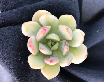 Pretty Echeveria Succulent Cutting