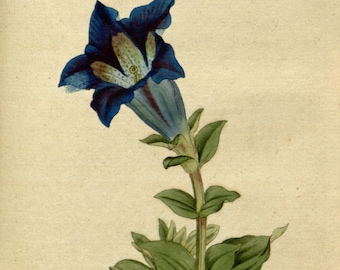 Botanical chart, Beautiful flowers, Flower painting, Botanic art, 52
