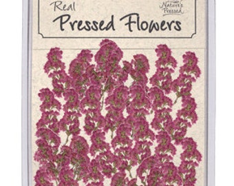 Pressed Dried Heather - 25 piece pack