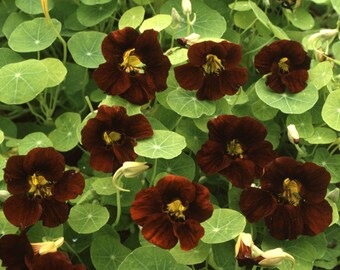 ANATT) TOM THUMB Black Velvet Nasturtium~Seeds!!~~~~10" Tall!