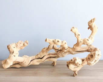 Unique Grapewood Branches + Glue - Perfect for Your Air Plants - Fast FREE Shipping - 30 Day Guarantee - Air Plant Driftwood