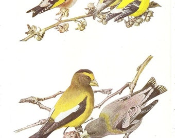 10 Old 1936 BIRDS of AMERICA Louis Agassiz Fuertes Book Plates
