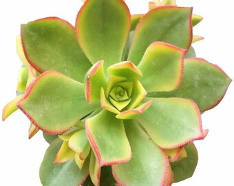 Aeonium Kiwi Succulents Plant Aeonium Haworthii Rare Succulents Succulent Aeonium Succulent Planter Succulent Flowers
