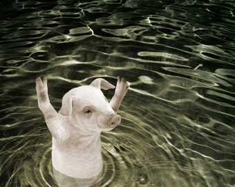 Animal Pig Print, When Pigs Swim, Original Fine Art Print