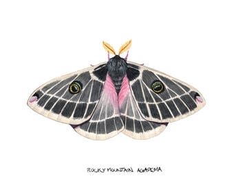 Rocky Mountain Agapema (Agapema homogena)