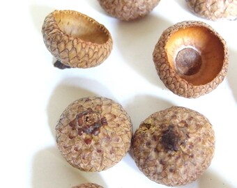 50 Acorn Caps - Unfinished Medium Oak Nut Tops J14