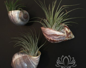 Tillandsia Shell Magnet Trio by Zentilly©