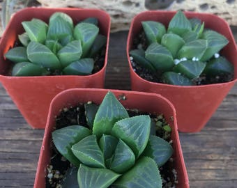 2" Succulent - Haworthia Retusa