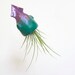 Handmade squid airplant holder // air plant holder, airplants, polymer clay squid, ocean decor, nautical decor, chithulu, kraken, sea, beach