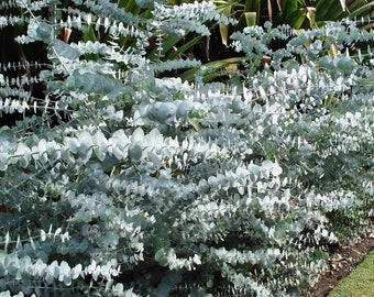 Baby Blue Spiral Eucalyptus - 4" Pot - Indoors or Out